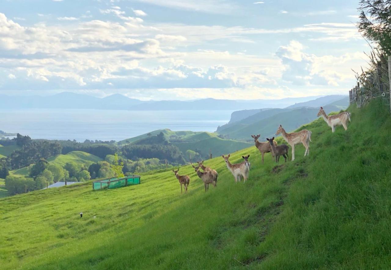 Hilltop Whakaipo Estate Taupo Dış mekan fotoğraf