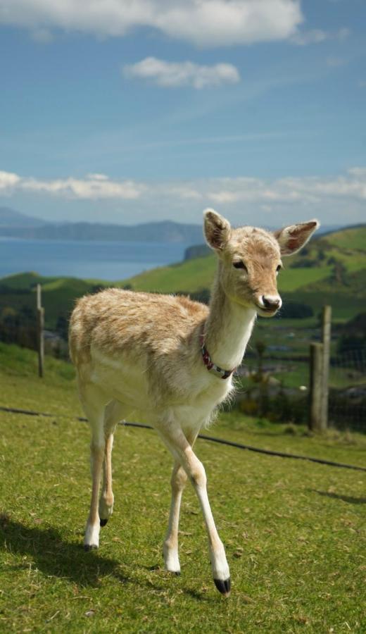 Hilltop Whakaipo Estate Taupo Dış mekan fotoğraf