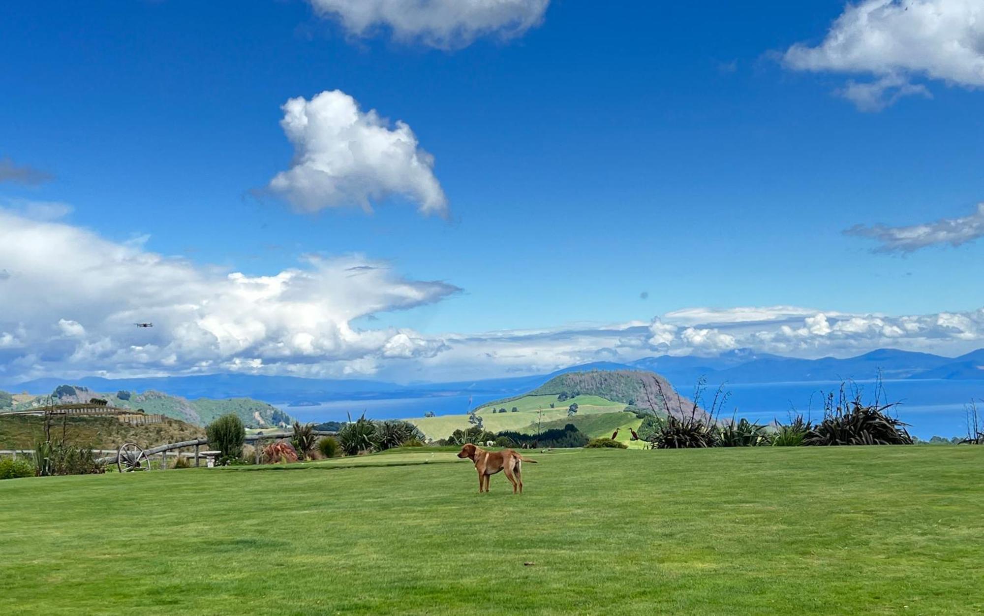 Hilltop Whakaipo Estate Taupo Dış mekan fotoğraf