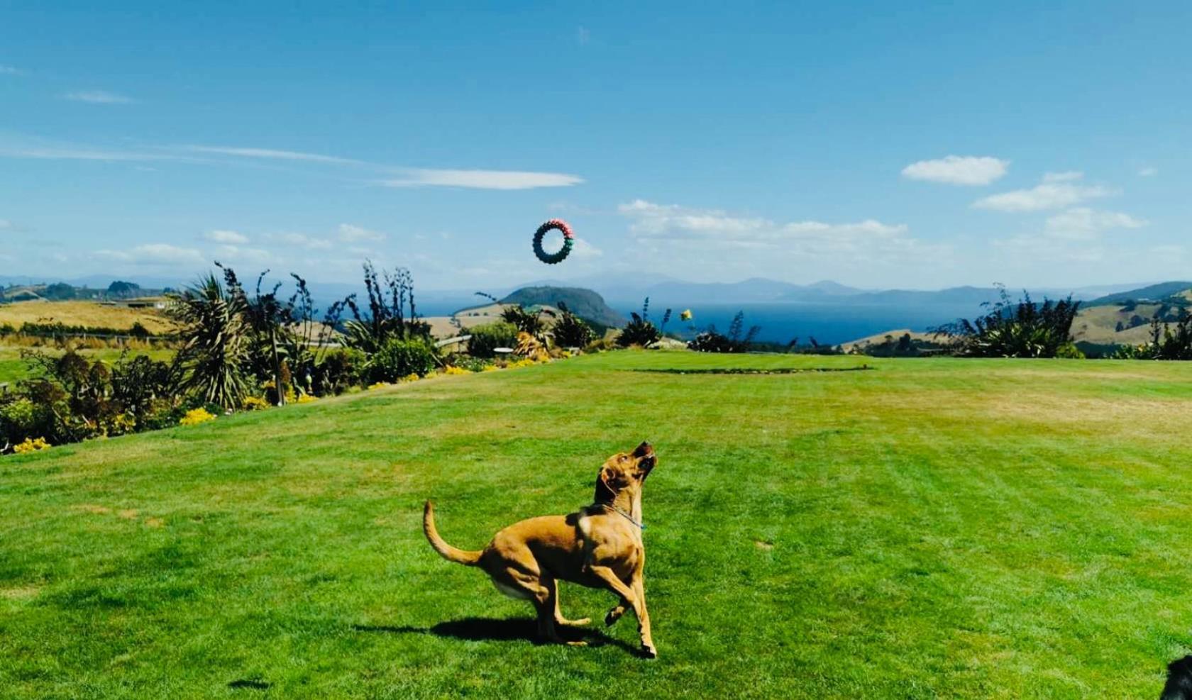 Hilltop Whakaipo Estate Taupo Dış mekan fotoğraf