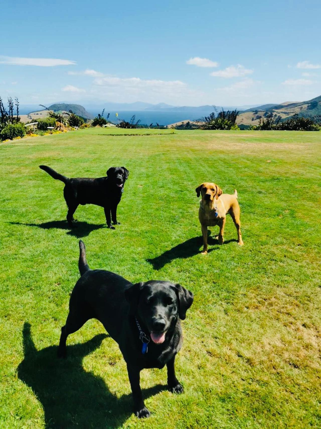 Hilltop Whakaipo Estate Taupo Dış mekan fotoğraf